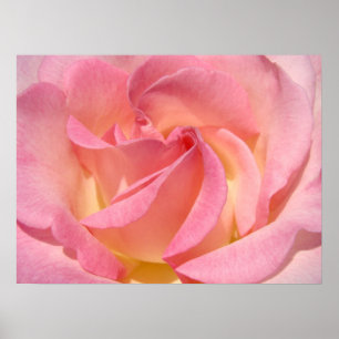 Rosa gelbe Rosenblüten-Spirale Fine Art Drucke