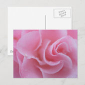 Rosa Gemeine Kamelie Postkarte (Vorne/Hinten)