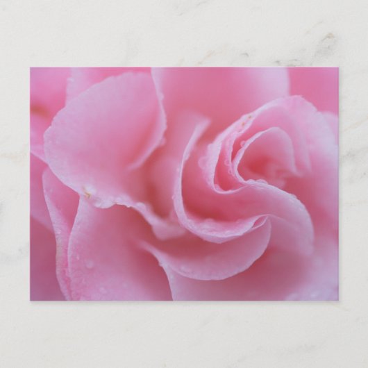 Rosa Gemeine Kamelie Postkarte (Vorderseite)