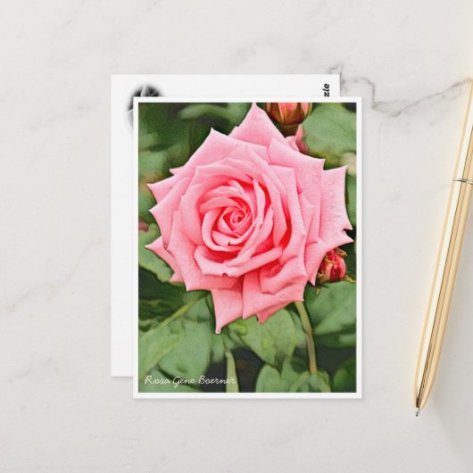 Rosa Gene Boerner Postkarte (Vorderseite/Rückseite Beispiel)