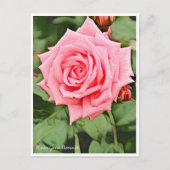 Rosa Gene Boerner Postkarte (Vorderseite)