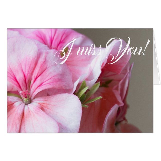 Rosa Geranie-Blume (Vorderseite (Horizontal))