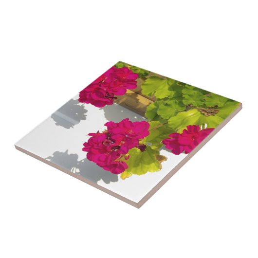 Rosa Geranien, hübsche, heiß rosa Blume Fliese (Seite)