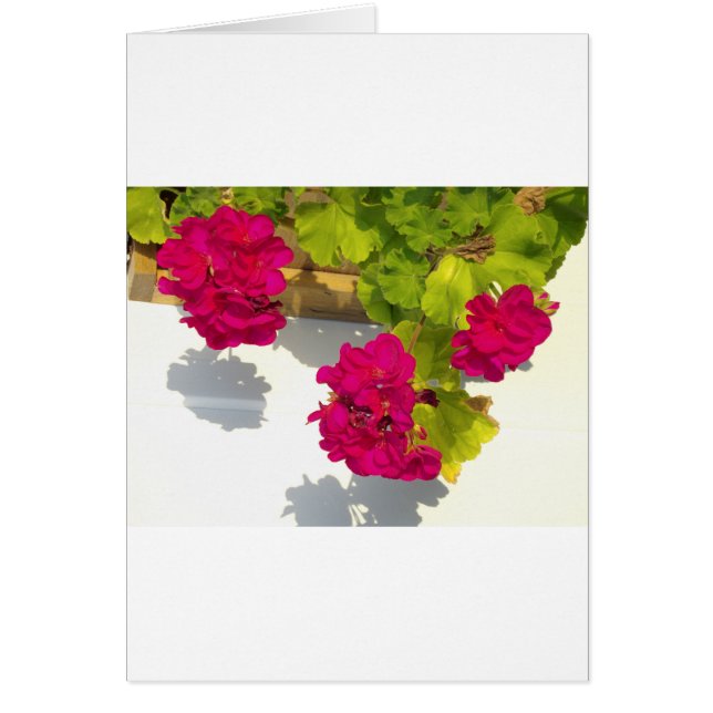 Rosa Geranium (Vorne)