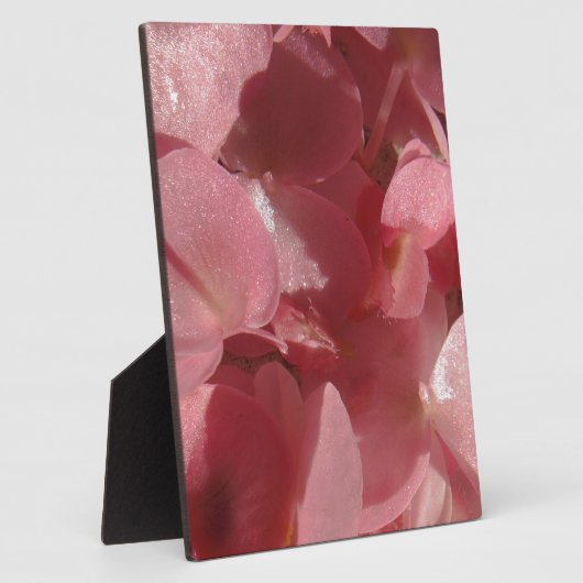 Rosa Geranium: fast massiv, hellrosa Fotoplatte (Seite)