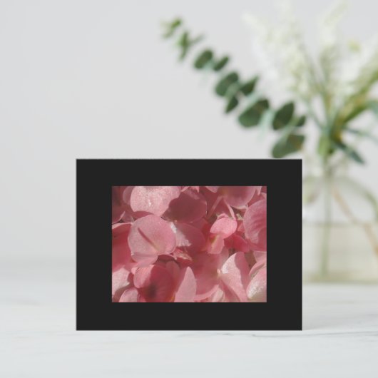 Rosa Geranium: fast massiv, hellrosa Postkarte (Stehend Vorderseite)