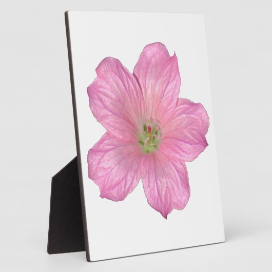 Rosa Geranium Fotoplatte (Seite)