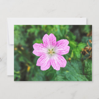 Rosa Geranium Karte