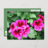 Rosa Geranium Postkarte (Vorne/Hinten)