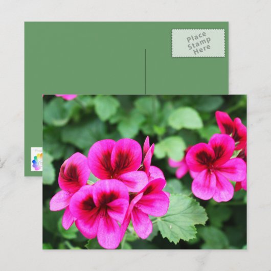 Rosa Geranium Postkarte (Vorne/Hinten)