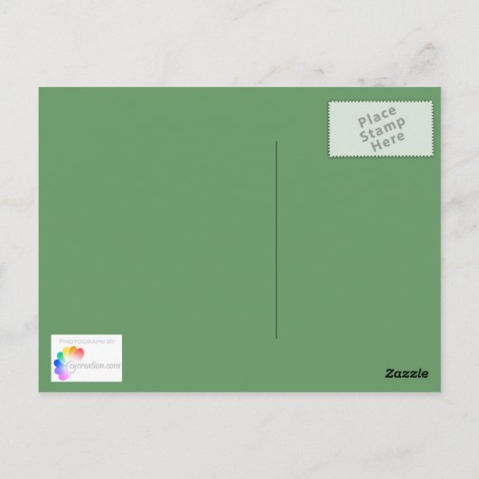 Rosa Geranium Postkarte (Rückseite)