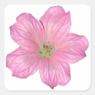Rosa Geranium Quadratischer Aufkleber