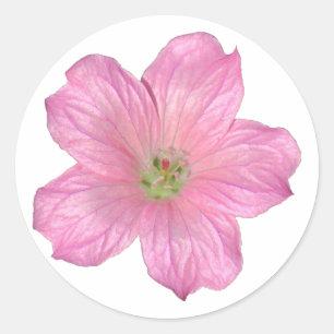 Rosa Geranium Runder Aufkleber