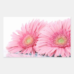 Rosa Gerbera Daisies Elegantes Foto Rechteckiger Aufkleber