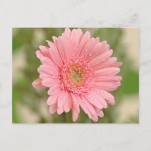 Rosa Gerbera-Daisy-Blume - Hallo, ich vermisse dic Postkarte