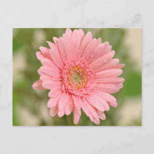 Rosa Gerbera-Daisy-Blume - Hallo, Liebe, Danke Postkarte