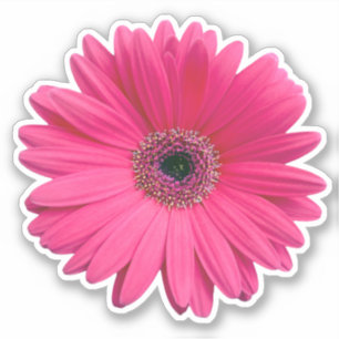 Rosa Gerbera-Daisy-Blumen-Kiss-Cut-Aufkleber Aufkleber