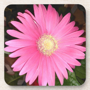 Rosa Gerbera-Gänseblümchen-Blume Untersetzer