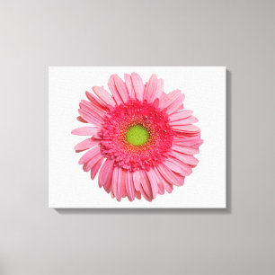 Rosa Gerbera-Gänseblümchen Leinwanddruck