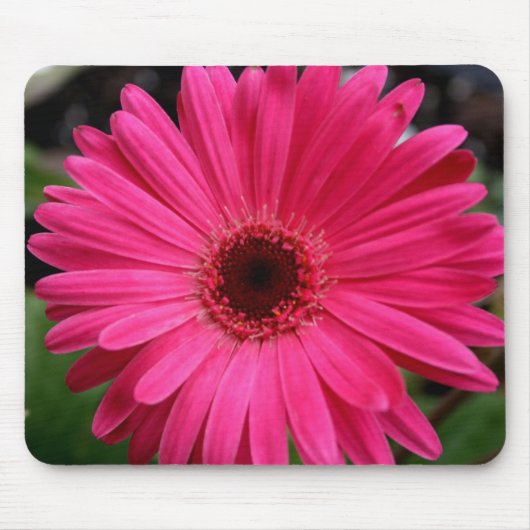 Rosa Gerbera-Gänseblümchen Mousepad (Vorne)