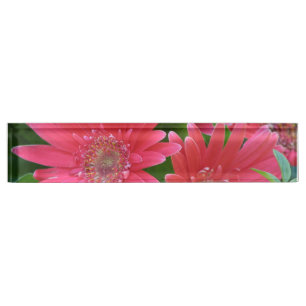 Rosa Gerbera-Gänseblümchen Namensplakette