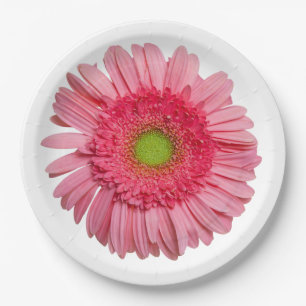 Rosa Gerbera-Gänseblümchen Pappteller