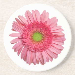 Rosa Gerbera-Gänseblümchen Untersetzer