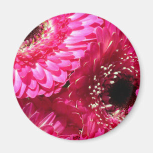 Rosa Gerberas Magnet