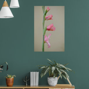 Rosa Gladiolus Glad Blume Profil Art Poster