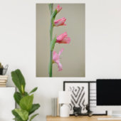 Rosa Gladiolus Glad Blume Profil Art Poster (Heimbüro)