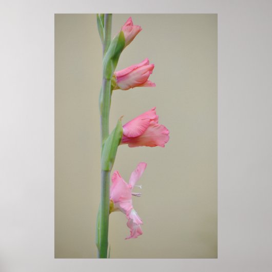 Rosa Gladiolus Glad Blume Profil Art Poster (Vorne)