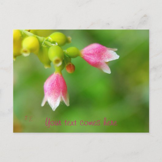 rosa Glocken Feiertagspostkarte (Vorderseite)