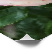 Rosa-Glossgrün-Poster Poster (Ecke)