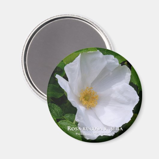 Rosa gogosa グ ネ magnet (Vorderseite/Rückseite)