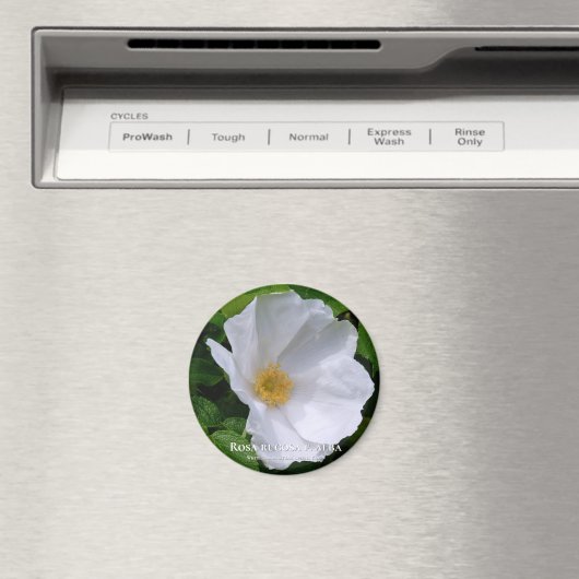 Rosa gogosa グ ネ magnet (In Situ (Geschirrspüler))