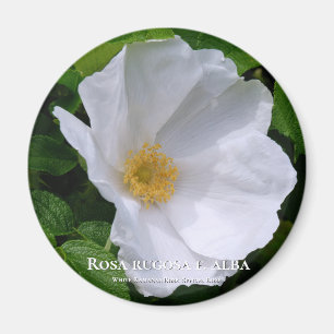 Rosa gogosa グ ネ magnet