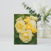Rosa Golden Border [Postcard] Postkarte (Stehend Vorderseite)