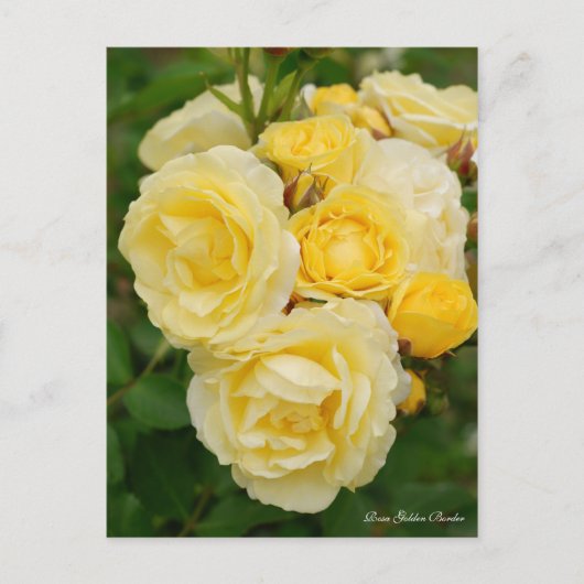 Rosa Golden Border [Postcard] Postkarte (Vorderseite)