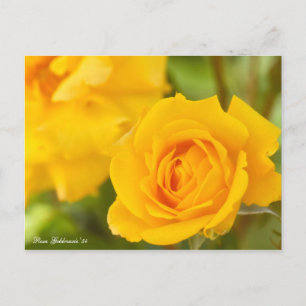 Rosa Goldmarie '84 [Postkarte] Postkarte