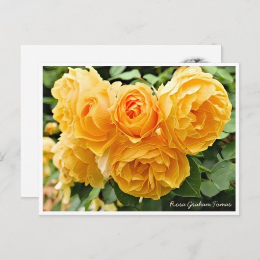 Rosa Graham Tomas Postkarte (Vorne/Hinten)