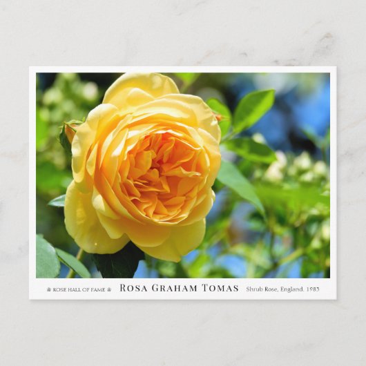 Rosa Graham Tomas Postkarte (Vorderseite)