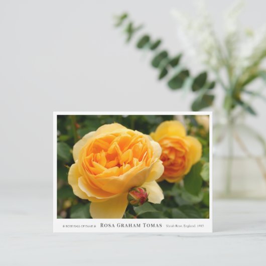 Rosa Graham Tomas Postkarte (Stehend Vorderseite)