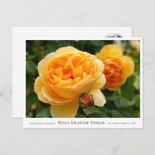 Rosa Graham Tomas Postkarte (Vorne/Hinten)