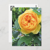 Rosa Graham Tomas: Postkarte (Vorne/Hinten)