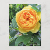 Rosa Graham Tomas: Postkarte (Vorderseite)