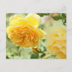 Rosa Graham Tomas Postkarte