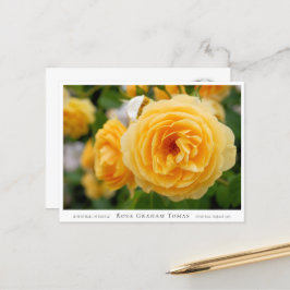 Rosa Graham Tomas Postkarte
