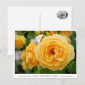 Rosa Graham Tomas Postkarte (Vorne/Hinten)