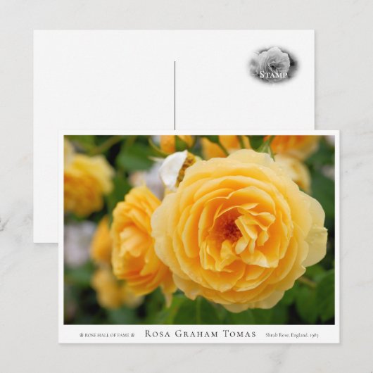 Rosa Graham Tomas Postkarte (Vorne/Hinten)