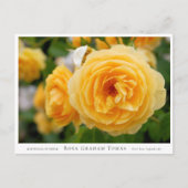 Rosa Graham Tomas Postkarte (Vorderseite)